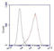 Integrin Subunit Alpha 5 antibody, STJ98510, St John