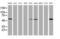 TAP Binding Protein Like antibody, MA5-26159, Invitrogen Antibodies, Western Blot image 