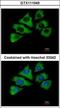 Heat Shock Protein Family A (Hsp70) Member 1 Like antibody, GTX111045, GeneTex, Immunocytochemistry image 