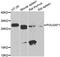 POU Class 2 Homeobox Associating Factor 1 antibody, PA5-76993, Invitrogen Antibodies, Western Blot image 