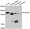 POU Class 2 Homeobox Associating Factor 1 antibody, PA5-76993, Invitrogen Antibodies, Western Blot image 