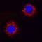 VEGF antibody, AF1603, R&D Systems, Immunocytochemistry image 