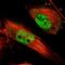 Integrator Complex Subunit 6 antibody, NBP1-85302, Novus Biologicals, Immunofluorescence image 