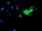 Guanylate Binding Protein 1 antibody, LS-C337506, Lifespan Biosciences, Immunofluorescence image 