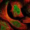 Tetratricopeptide Repeat Domain 9B antibody, NBP1-82042, Novus Biologicals, Immunofluorescence image 