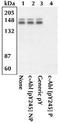 ABL Proto-Oncogene 1, Non-Receptor Tyrosine Kinase antibody, 44-250, Invitrogen Antibodies, Western Blot image 