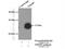 GP25L2 antibody, 21620-1-AP, Proteintech Group, Immunoprecipitation image 