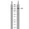 Golgi Glycoprotein 1 antibody, AF7879, R&D Systems, Western Blot image 