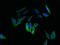 Thioredoxin Domain Containing 11 antibody, LS-C377920, Lifespan Biosciences, Immunofluorescence image 