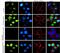 RB Transcriptional Corepressor 1 antibody, 711143, Invitrogen Antibodies, Immunofluorescence image 