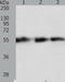 Tektin 5 antibody, TA322046, Origene, Western Blot image 