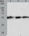 Tektin 5 antibody, TA322046, Origene, Western Blot image 