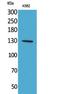 Apoptotic Peptidase Activating Factor 1 antibody, STJ96743, St John