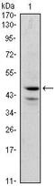 GATA Binding Protein 1 antibody, MA5-15637, Invitrogen Antibodies, Western Blot image 