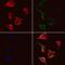 Gasdermin C antibody, GTX03667, GeneTex, Immunofluorescence image 