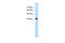 LON Peptidase N-Terminal Domain And Ring Finger 1 antibody, 29-864, ProSci, Western Blot image 