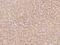 Solute Carrier Family 25 Member 2 antibody, 203490-T08, Sino Biological, Immunohistochemistry frozen image 