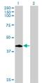 Cyclin D1 Binding Protein 1 antibody, H00023582-M02, Novus Biologicals, Western Blot image 