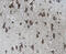 X-Linked Inhibitor Of Apoptosis antibody, MAB8221, R&D Systems, Immunohistochemistry paraffin image 