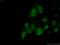 Cyclin A2 antibody, 66391-1-Ig, Proteintech Group, Immunofluorescence image 