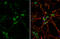 Dickkopf WNT Signaling Pathway Inhibitor 3 antibody, GTX115842, GeneTex, Immunofluorescence image 