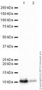 Glutaredoxin antibody, ab45953, Abcam, Western Blot image 