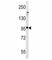 Glutamate Metabotropic Receptor 5 antibody, F49603-0.4ML, NSJ Bioreagents, Western Blot image 