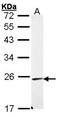 Endomucin antibody, orb73510, Biorbyt, Western Blot image 