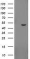 Indoleamine 2,3-Dioxygenase 2 antibody, LS-C784755, Lifespan Biosciences, Western Blot image 