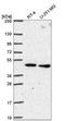 Solute Carrier Family 25 Member 24 antibody, NBP2-57669, Novus Biologicals, Western Blot image 