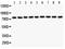 Junction Plakoglobin antibody, LS-C344038, Lifespan Biosciences, Western Blot image 
