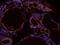 CD69 Molecule antibody, orb13326, Biorbyt, Immunocytochemistry image 