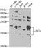 Iron-Sulfur Cluster Assembly Enzyme antibody, 22-684, ProSci, Western Blot image 