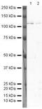 Prospero Homeobox 1 antibody, PA5-19668, Invitrogen Antibodies, Western Blot image 