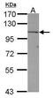 Trafficking Kinesin Protein 2 antibody, PA5-31459, Invitrogen Antibodies, Western Blot image 