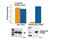 Akt antibody, 7252S, Cell Signaling Technology, Enzyme Linked Immunosorbent Assay image 