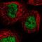 RecQ Like Helicase 4 antibody, NBP2-47310, Novus Biologicals, Immunofluorescence image 