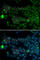 Speedy/RINGO Cell Cycle Regulator Family Member A antibody, A2153, ABclonal Technology, Immunofluorescence image 
