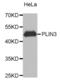 Perilipin 3 antibody, abx005223, Abbexa, Western Blot image 