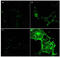 Adhesion G Protein-Coupled Receptor E5 antibody, A02982, Boster Biological Technology, Immunofluorescence image 