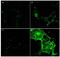 CD97 antigen antibody, A02982, Boster Biological Technology, Immunofluorescence image 