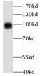 Potassium Voltage-Gated Channel Subfamily C Member 4 antibody, FNab04481, FineTest, Western Blot image 