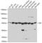 Glucose-6-Phosphate Isomerase antibody, GTX33226, GeneTex, Western Blot image 