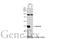 Serpin Family B Member 5 antibody, GTX101292, GeneTex, Western Blot image 