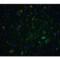 Neurturin antibody, LS-C258, Lifespan Biosciences, Immunofluorescence image 