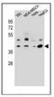 Ras Related GTP Binding C antibody, AP53748PU-N, Origene, Western Blot image 