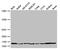 Poly(A) Binding Protein Interacting Protein 2 antibody, LS-C397195, Lifespan Biosciences, Western Blot image 