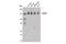 Myosin Phosphatase Rho Interacting Protein antibody, 14383S, Cell Signaling Technology, Western Blot image 