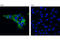 Steroidogenic Acute Regulatory Protein antibody, 8449S, Cell Signaling Technology, Immunocytochemistry image 