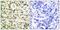 PCNA antibody, SPC-1307D-P594, StressMarq, Immunohistochemistry frozen image 